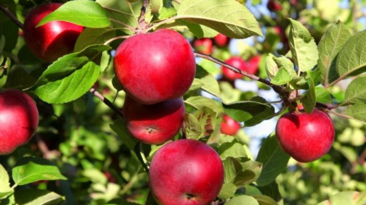 Белорусская сладкая яблоня